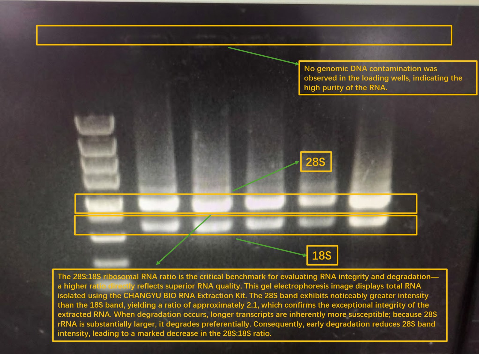 Annotated agarose gel: strong 28S band, 18S at about half intensity and clean wells, indicating intact RNA with no genomic DNA contamination