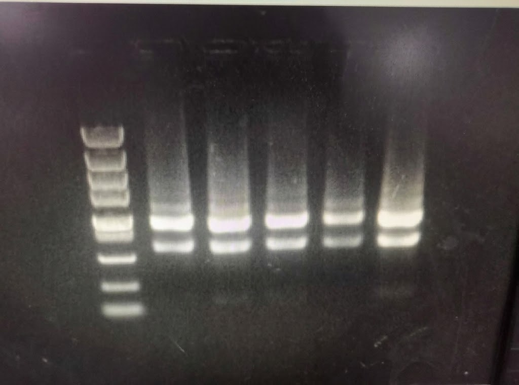 Raw agarose gel image: total RNA extracted with the Changyu Bio RNApure Total RNA Kit showing clear 28S and 18S bands