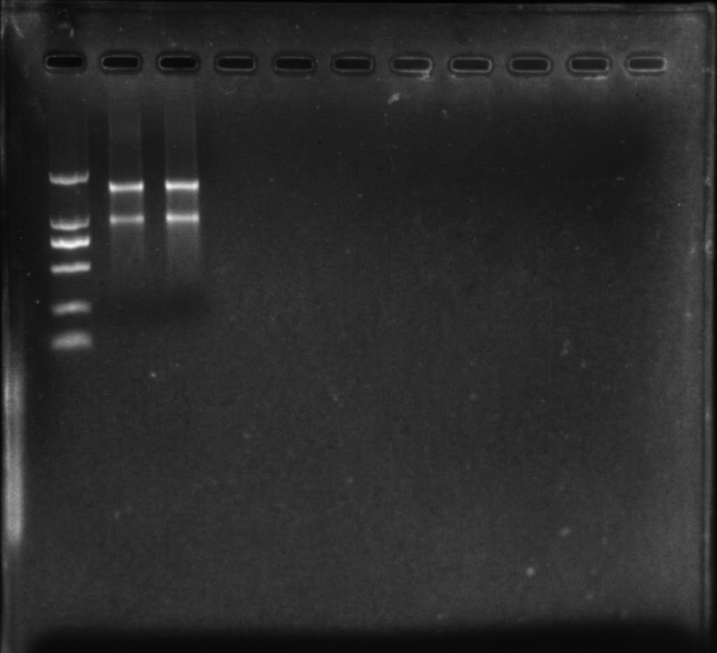 Agarose gel of total RNA extracted from rhododendron tissue