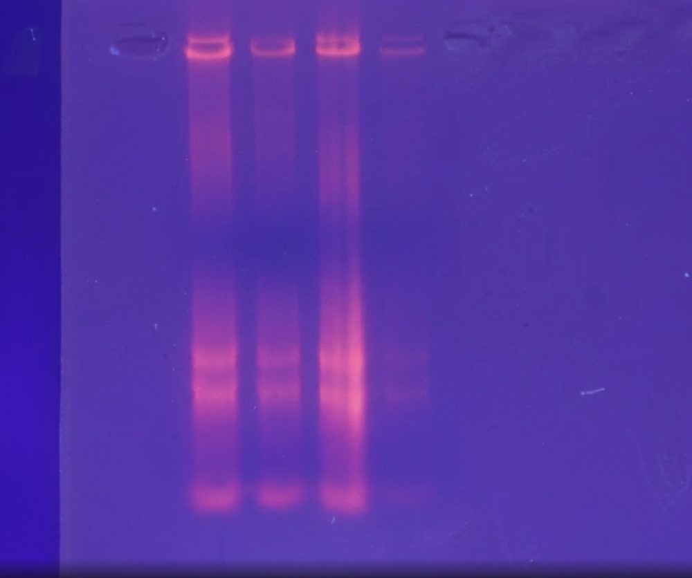 Verified original RNA gel — degraded total RNA on agarose