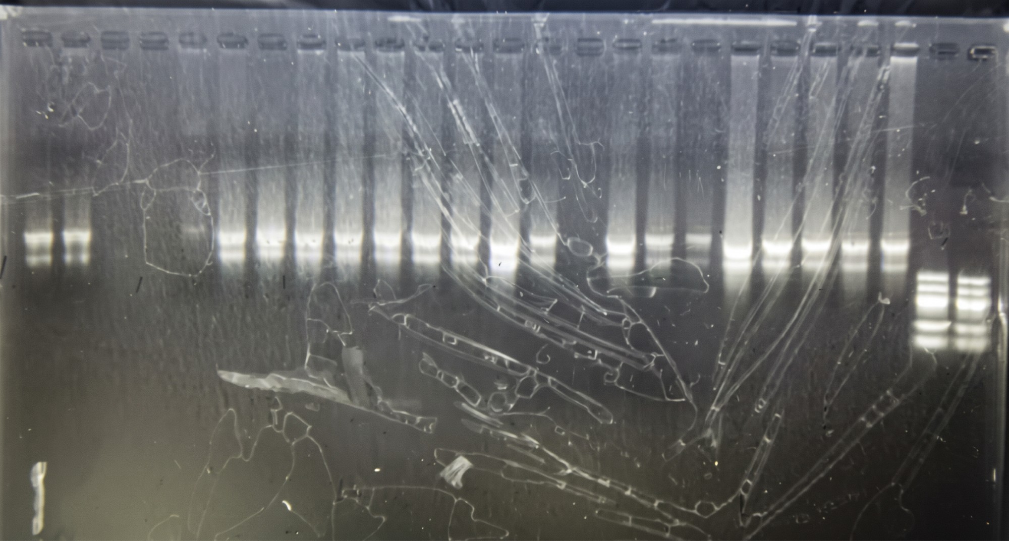 Agarose gel of total RNA from shrimp muscle showing sharp 28S and 18S rRNA bands across lanes