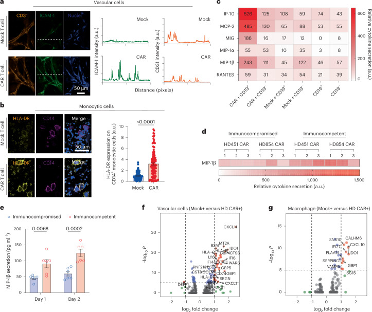 Figure 3 from Ma et al. 2025, Nature Biomedical Engineering: crosstalk between CAR T cells and the leukaemia bone marrow niche, including cytokine secretion profiles measured with a Human Inflammation Array C3